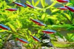 Leuke kardinaal tetra aquarium visjes, Dieren en Toebehoren, Vissen | Aquariumvissen, Zoetwatervis, Schoolvis, Vis