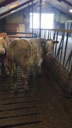 3 inra ossen en drijfmest te koop, Dieren en Toebehoren, Mannelijk, 0 tot 2 jaar