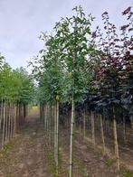 Gouden Regen | Laburnum watereri 'Vossii', Zomer, Overige soorten, Volle zon, Ophalen