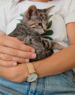 Kitten, mag het nest verlaten!, Dieren en Toebehoren, Katten en Kittens | Overige Katten, Meerdere dieren