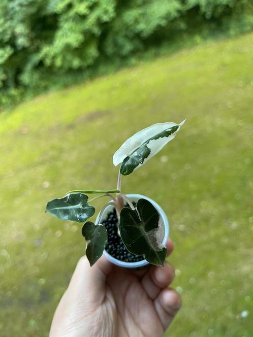 Alocasia Bambino Variegata halfmoon, Huis en Inrichting, Kamerplanten, Overige soorten, Minder dan 100 cm, Ophalen of Verzenden