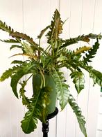 Mooie groene kamerplant Philodendron Narrow, Overige soorten, In pot, Minder dan 100 cm, Groene kamerplant