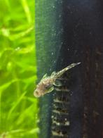 Borstelneus algeneter pleco baby's, Dieren en Toebehoren, Vissen | Aquariumvissen, Vis, Zoetwatervis