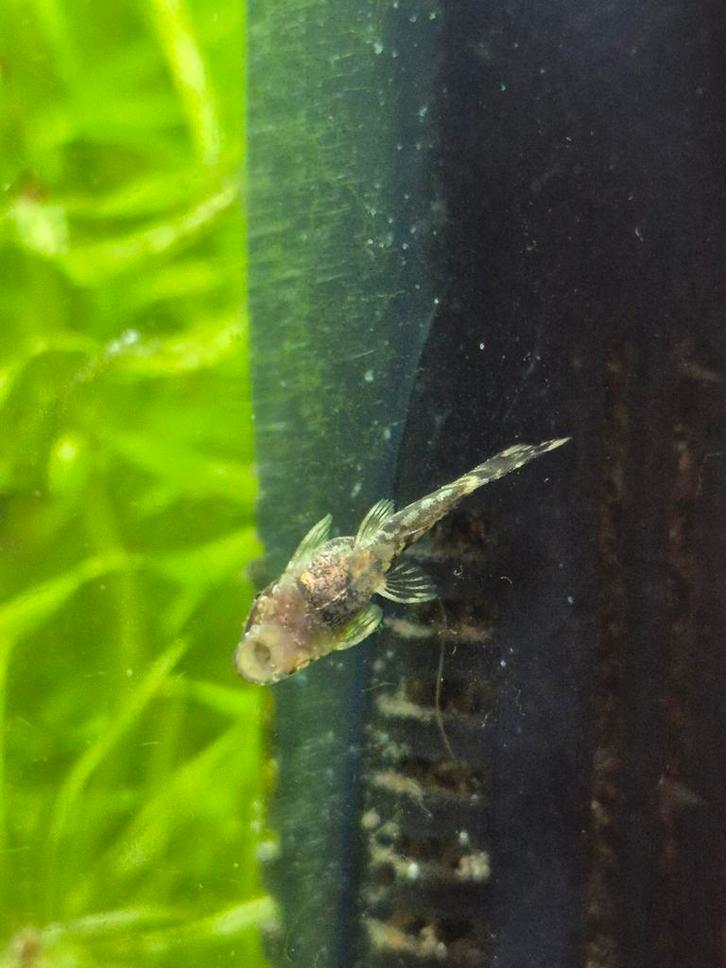 Borstelneus algeneter pleco baby's, Dieren en Toebehoren, Vissen | Aquariumvissen, Zoetwatervis, Vis