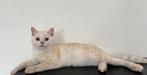 Britse Korthaar/Langhaar kittens, Dieren en Toebehoren, Katten en Kittens | Raskatten | Korthaar, Meerdere dieren