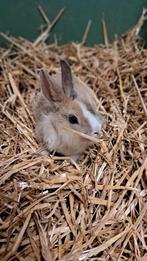 Kruising dwergkonijntjes, Dieren en Toebehoren, Konijnen