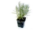 Lavendel Winterhard Munstead ( blauw) Lavendula Angustifolia, Ophalen, Vaste plant, Overige soorten, Volle zon