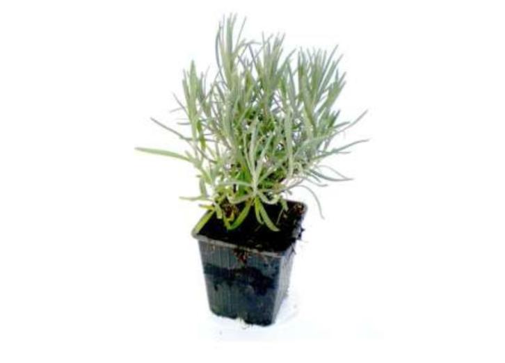 Lavendel Winterhard Munstead ( blauw) Lavendula Angustifolia, Tuin en Terras, Planten | Tuinplanten, Vaste plant, Overige soorten