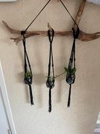 3 Makkelijke plantjes in zwarte hangers aan stoere tak, Huis en Inrichting, Kamerplanten, Ophalen of Verzenden, In pot, Minder dan 100 cm