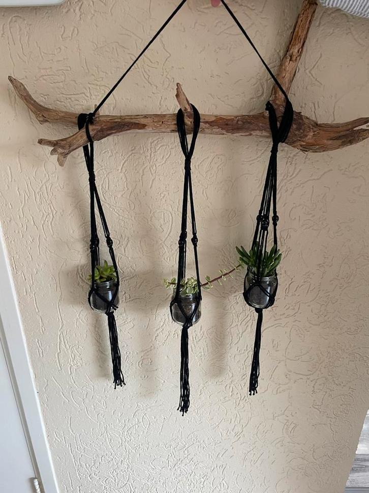 3 Makkelijke plantjes in zwarte hangers aan stoere tak, Huis en Inrichting, Kamerplanten, Minder dan 100 cm, Groene kamerplant