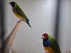 Koppel Goldamadine 2024 onverwand, Dieren en Toebehoren, Vogels | Overige Vogels, Meerdere dieren, Tropenvogel
