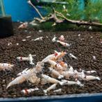 Prl crystal reds hoge gradatie sss/ssss, Kreeft, Krab of Garnaal