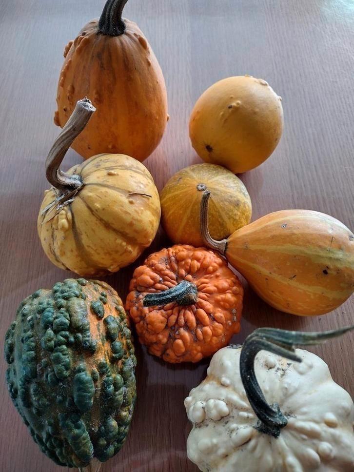 Zaden Sierkalebas mix - Cucurbita Pepo, Tuin en Terras, Bloembollen en Zaden, Zaad, Voorjaar, Volle zon, Verzenden