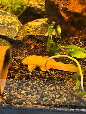 Ancistrus albino klein en middel beschikbaar voor biedingen