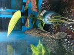 Hele mooie pleco algeneter, Dieren en Toebehoren, Vis