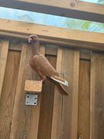 Syrische duiven 3 vrouwen en 2 mannen losse duiven, Dieren en Toebehoren, Vogels | Duiven, Meerdere dieren, Overige soorten