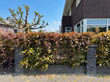 Ruim 20m flinke beukenhaag, ruim 80cm breed, 1m40 hoog beschikbaar voor biedingen