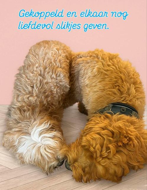 Mini Australian Labradoodle pups verwacht, Dieren en Toebehoren, Honden | Chihuahua's en Gezelschapshonden, Meerdere dieren, Overige rassen
