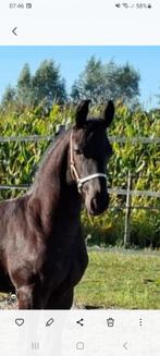 Luxe Fries Hengstveulen van Gosse 526, Dieren en Toebehoren, Paarden, Hengst, Minder dan 160 cm, Dressuurpaard, 0 tot 2 jaar