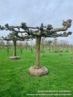 Grote Dakplatanen in diverse maten en vormen, Tuin en Terras, Overige soorten, Ophalen