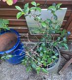 Ficus microcarpa (Chinese vijg of Ginseng), Huis en Inrichting, Ophalen, Ficus, Halfschaduw, In pot