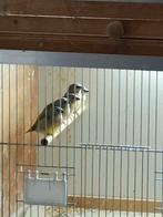 Gouldamadines, Dieren en Toebehoren, Geslacht onbekend, Geringd