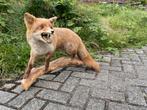 Diverse opgezette dieren, bieden allen of per stuk, Verzamelen, Dierenverzamelingen, Ophalen, Overige soorten, Opgezet dier