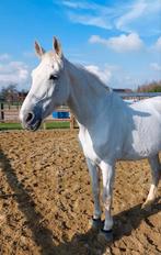 Lieve dressuur merrie, Dieren en Toebehoren, Paarden, Merrie, 175 cm of meer, Z, Dressuurpaard