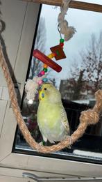 Volwassen tamme parkiet gezocht (popje), Dieren en Toebehoren, Vogels | Parkieten en Papegaaien, Vrouwelijk, Parkiet, Tam