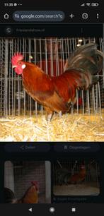 Te koop gevraagd jonge Friese goudpel haan, Dieren en Toebehoren, Pluimvee, Mannelijk, Kip