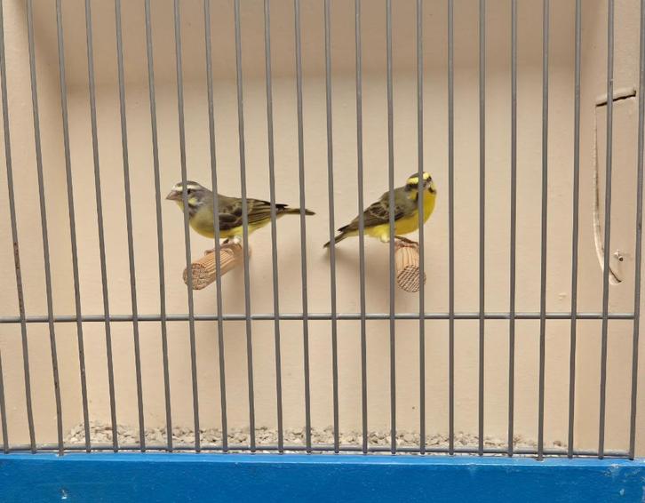 Koppel Mozambique Sijzen, Dieren en Toebehoren, Vogels | Overige Vogels, Tropenvogel, Meerdere dieren