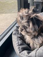 Boomer pups, Dieren en Toebehoren, Honden | Chihuahua's en Gezelschapshonden, CDV (hondenziekte), 8 tot 15 weken, Meerdere, Meerdere dieren