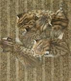 Savannah SBT kittens (raszuiver), Meerdere dieren, Gechipt, 0 tot 2 jaar