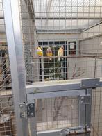 2.span.geel.per.span.60.00, Dieren en Toebehoren, Vogels | Overige Vogels, Meerdere dieren