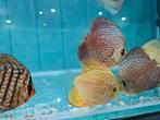 Yellow Checkerboard Discus, Symphysodon Discus, Vis, Zoetwatervis