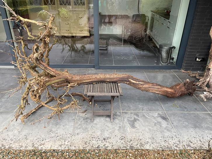 Sier druivenboom, Huis en Inrichting, Woonaccessoires | Droogbloemen, Ophalen