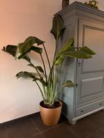 Strelizia Nicolai - Paradijsvogelplant 180cm met pot, Ophalen, Overige soorten, Halfschaduw, In pot