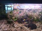 11 guppies(mannelijk) + 8koperzalm (4mannelijk/4vrouwelijk), Dieren en Toebehoren, Vis, Zoetwatervis