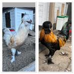 Jong haantjes, Dieren en Toebehoren, Pluimvee, Mannelijk, Kip