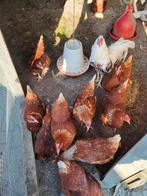Kippen te koop, Dieren en Toebehoren, Vrouwelijk, Kip