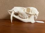 Schedel Chinees waterhert., Ophalen of Verzenden, Nieuw, Wild dier, Schedel