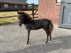 Falabella hengstveulen/miniatuurpaard, Dieren en Toebehoren, Paarden, Minder dan 160 cm, Gechipt, Niet van toepassing, 0 tot 2 jaar