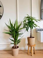 2 for 85- Yucca and Pachira (Money Tree), Overige soorten, In pot, Minder dan 100 cm, Groene kamerplant