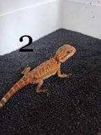 Baardagamen te koop, Dieren en Toebehoren, Hagedis, Tam, 0 tot 2 jaar