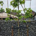amberboom Liquidambar leiboom, boom, geveert, Ophalen of Verzenden, In pot, Volle zon, Leiboom