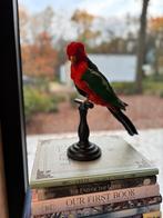 Opgezette Koningsparkiet, vogel, taxidermy, preparaat, Verzamelen, Dierenverzamelingen, Ophalen of Verzenden, Vogel, Opgezet dier