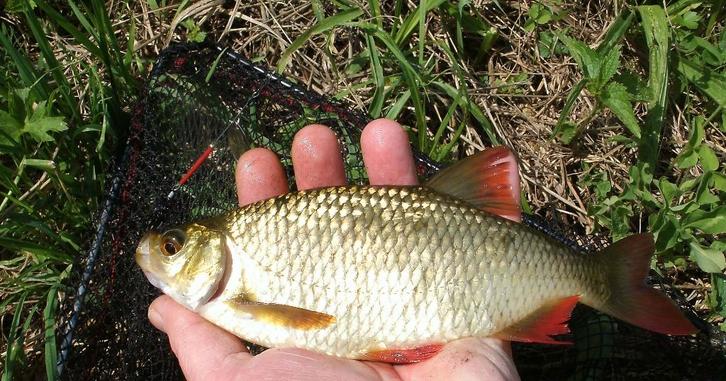 Deel 4) 3 sets van elk 4 stuks Forel Ruisvoorn Baarsspinners, Watersport en Boten, Hengelsport | Roofvissen, Nieuw, Complete set