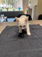 Witte kitten/mevr van de Meer, Kater, Kortharig, 0 tot 2 jaar
