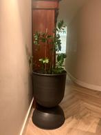 Grote zwarte pot met plant, Ophalen, Zo goed als nieuw