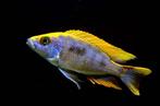 Nieuw binnen!!! Koppels Lithobatis Sulphur head!!!, Vis, Zoetwatervis